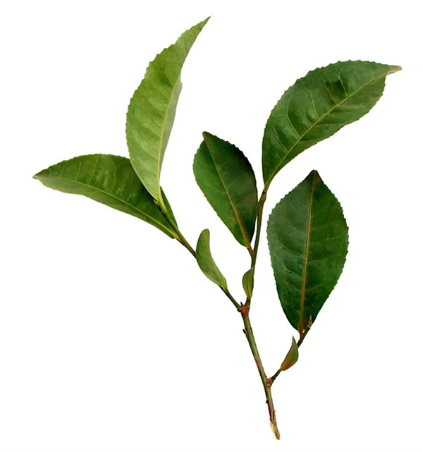How to Stop the Spread of Japanese Spirea: 4 Proven Control Methods