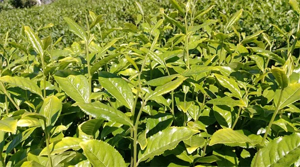 Kill Vines in Flower Beds: Avoid These 3 Common Mistakes