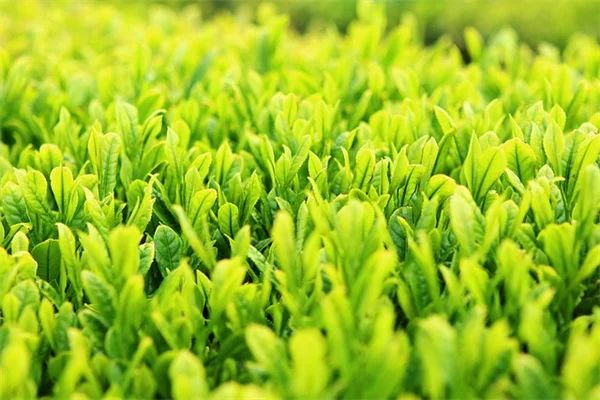 Shade Plants Bugs Don't Like: 5 Bug-Repelling Plants I've Tested